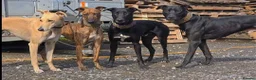 Lurcher dogs for sale: Beautiful 14 months old small male lurcher  - Advert 3