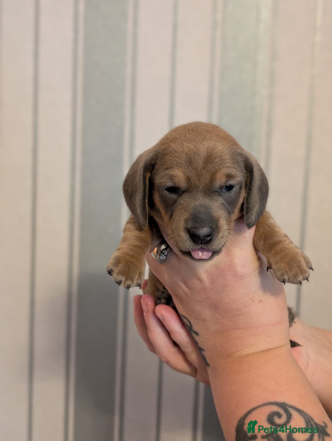 Miniature Dachshund dogs for sale: Miniature Dachshund Puppies For Sale  - Advert 20