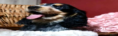 Cocker Spaniel 4