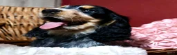 Cocker Spaniel dogs for sale: Extensively Health tested Parents & UNIQUE colours - Advert 18