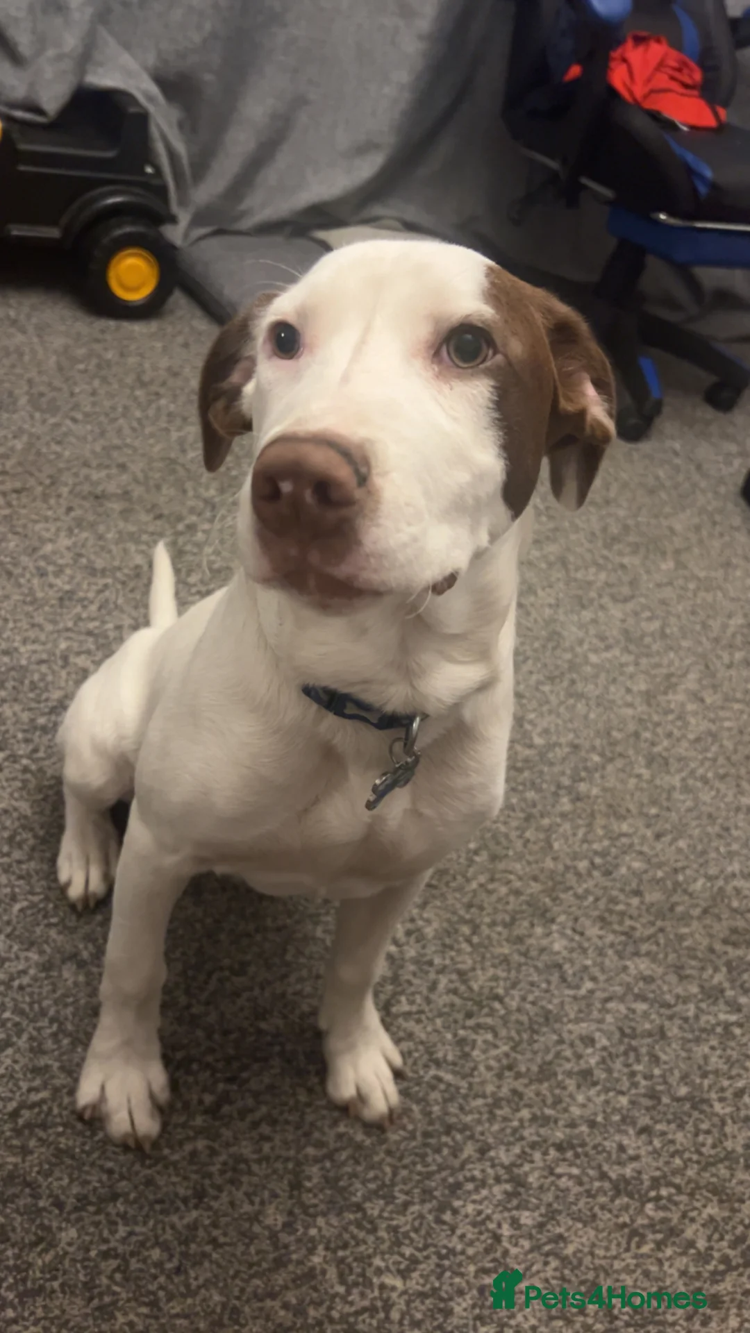 Mixed Breed dogs for sale: Rehoming  in Pontefract - Advert 2