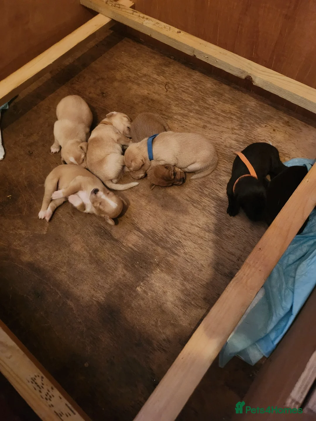 Mixed Breed dogs for sale: Pointer cross with Patterdale  - Advert 2