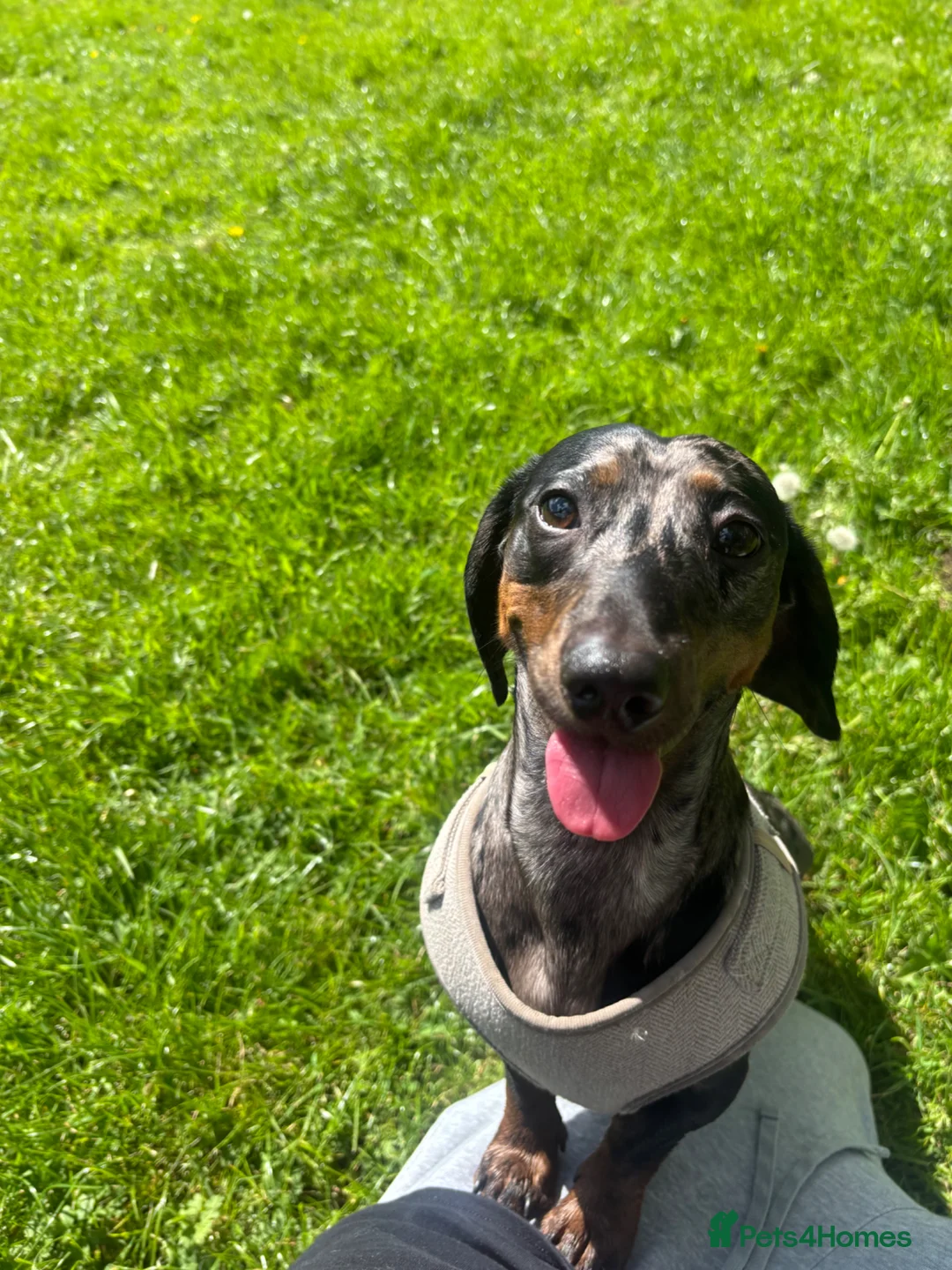 Miniature Dachshund dogs for stud: Blue merle PROVED miniature Dachshund for Stud  in Deeside - Advert 2