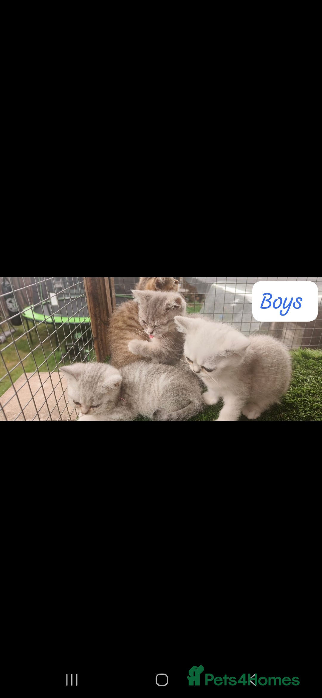 British Shorthair cats for sale: Adorable British Short hair kittens - Image 8