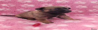 Male Red