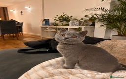 British Shorthair cats for sale: Beautiful British shorthair kitten  - Advert 3