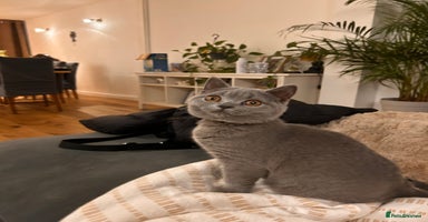 British Shorthair cats Beautiful British shorthair kitten  - Advert 5