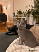 British Shorthair cats Beautiful British shorthair kitten - Advert 15