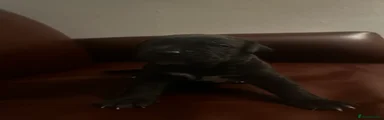 Cane Corso 6
