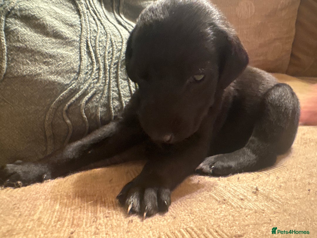 Mixed Breed dogs for sale: Whippet cross lurcher poodle puppies  - Advert 11
