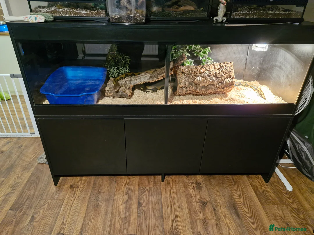 Mixed Breed reptiles for sale: Female retic for sale with 6x2x2 setup - Advert 5