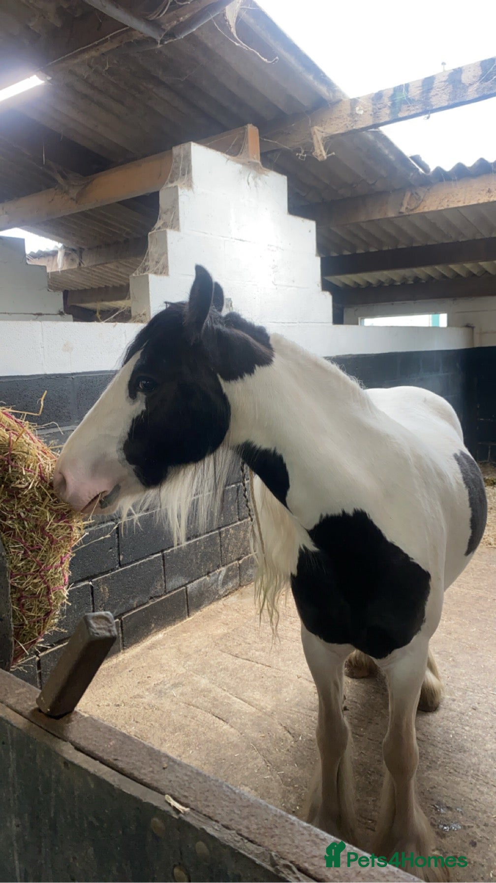 Tinker horses Family pony for sale  - Advert 1