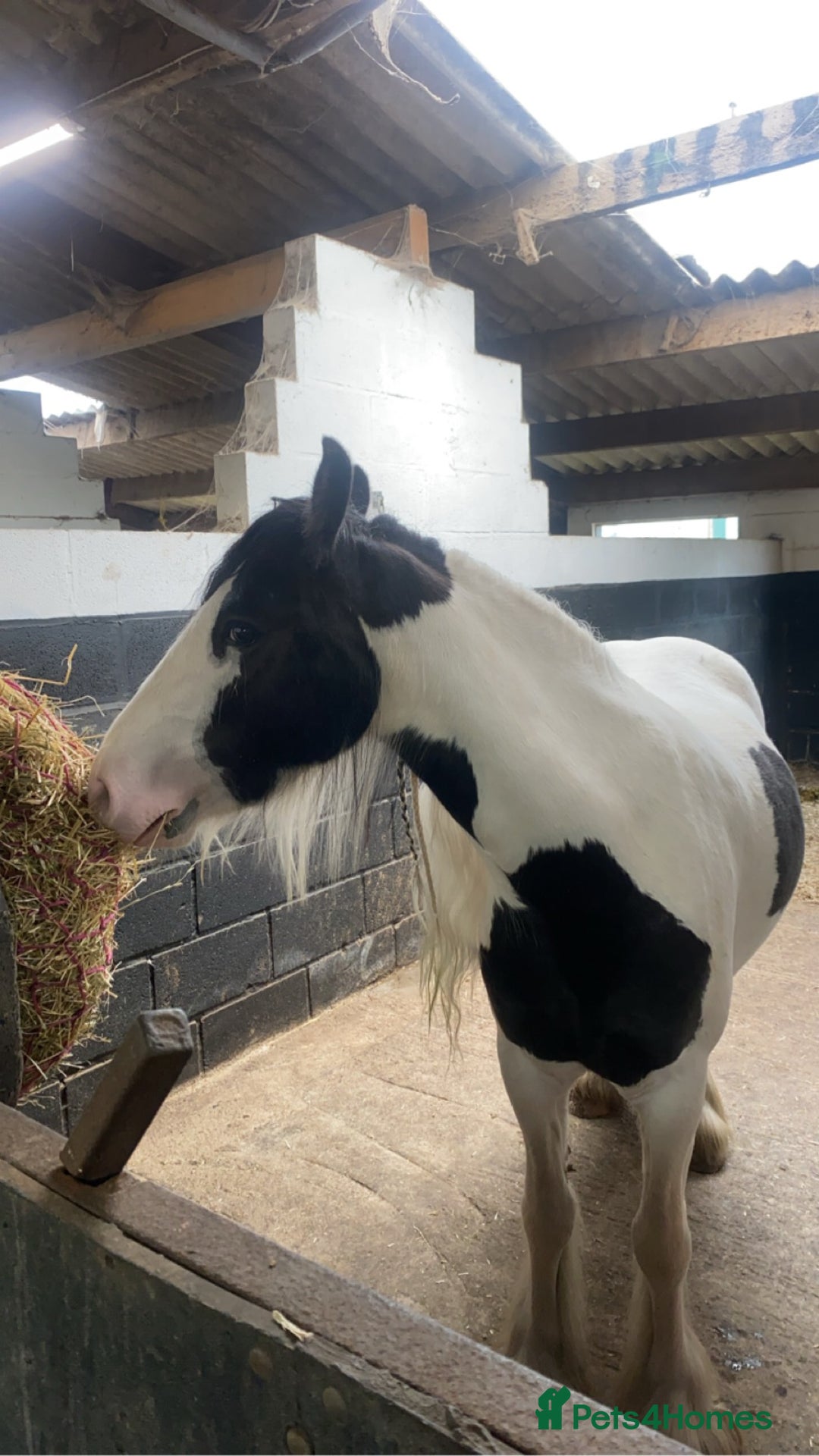 Tinker horses for sale: Family pony for sale  - Advert 1