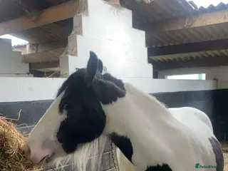 Tinker horses Family pony for sale - Advert 23