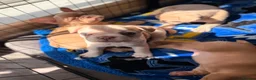 Mixed Breed dogs for sale: Boxer cross frenchie pups. - Advert 7