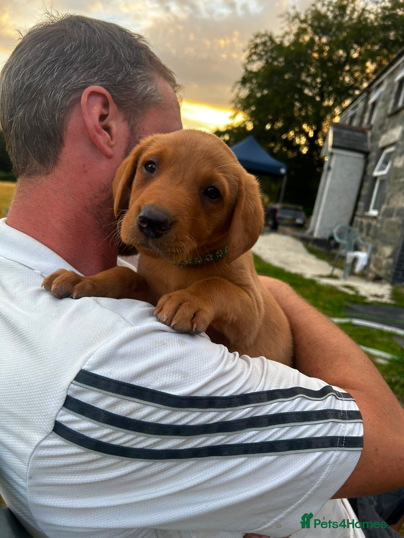 Labrador Retriever dogs Gorgeous Male Fox Red Labrador Puppies  - Advert 2