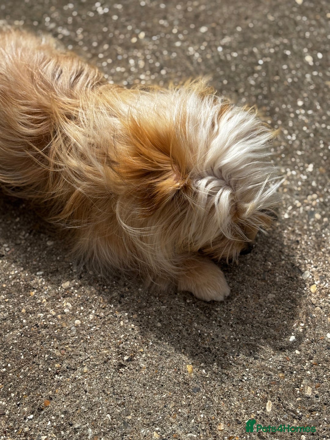 Mixed Breed dogs for sale: Pomeranian cross 8 month old puppy  - Image 6