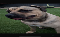 Mixed Breed dogs for sale: Puppy for sale  - Image 2