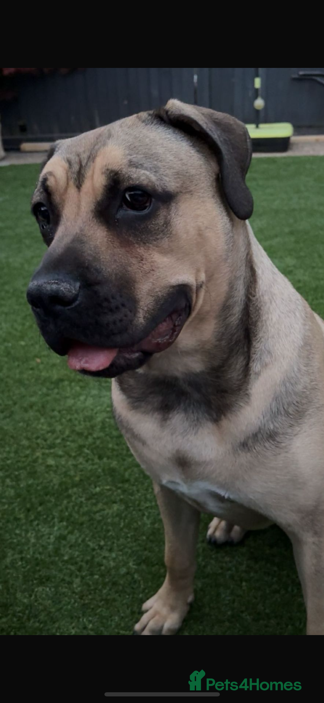 Mixed Breed dogs for sale: Puppy for sale  - Image 2