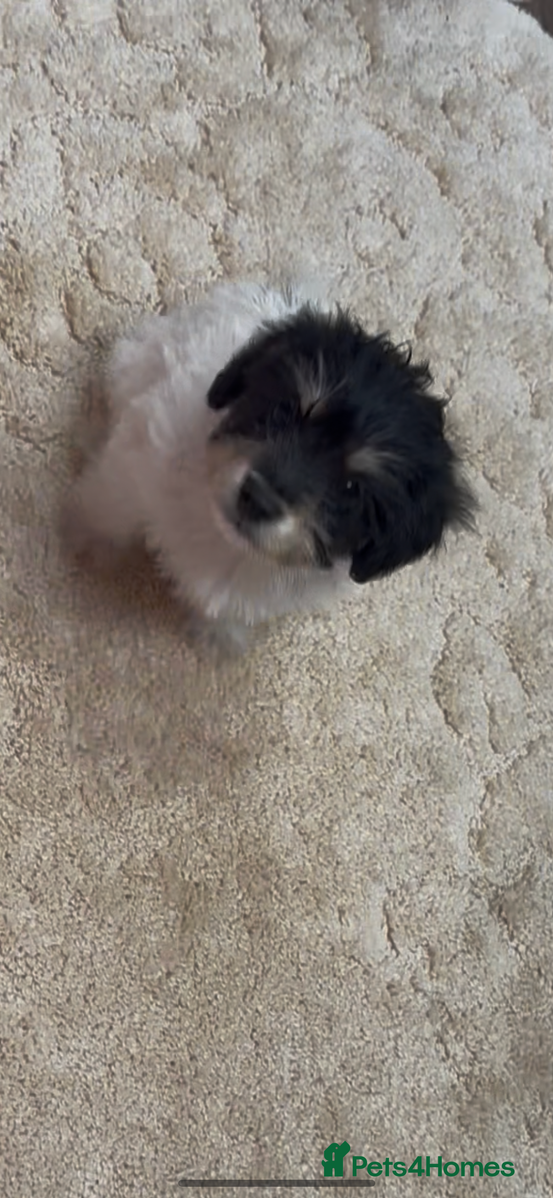 Jackapoo dogs for sale: Jackapoo puppy’s  - Image 11