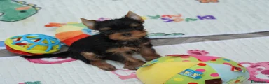 Yorkshire Terrier Puppy 3