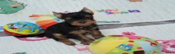 Yorkshire Terrier dogs for sale: Adorable KC reg puppies 🩵💕 - Advert 12