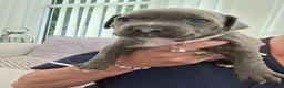 Staffordshire Bull Terrier dogs for sale: Beautiful Blue /Red Staffie  - Advert 8