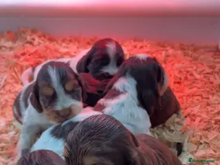 Cocker Spaniel dogs Beautiful show type cocker spaniels - Advert 1