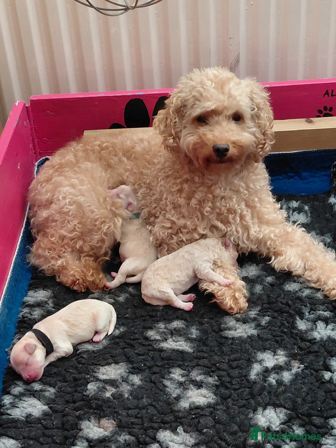 Maltipoo dogs for sale: Only 1 fully vaccinated Maltipoo pup left. - Advert 4