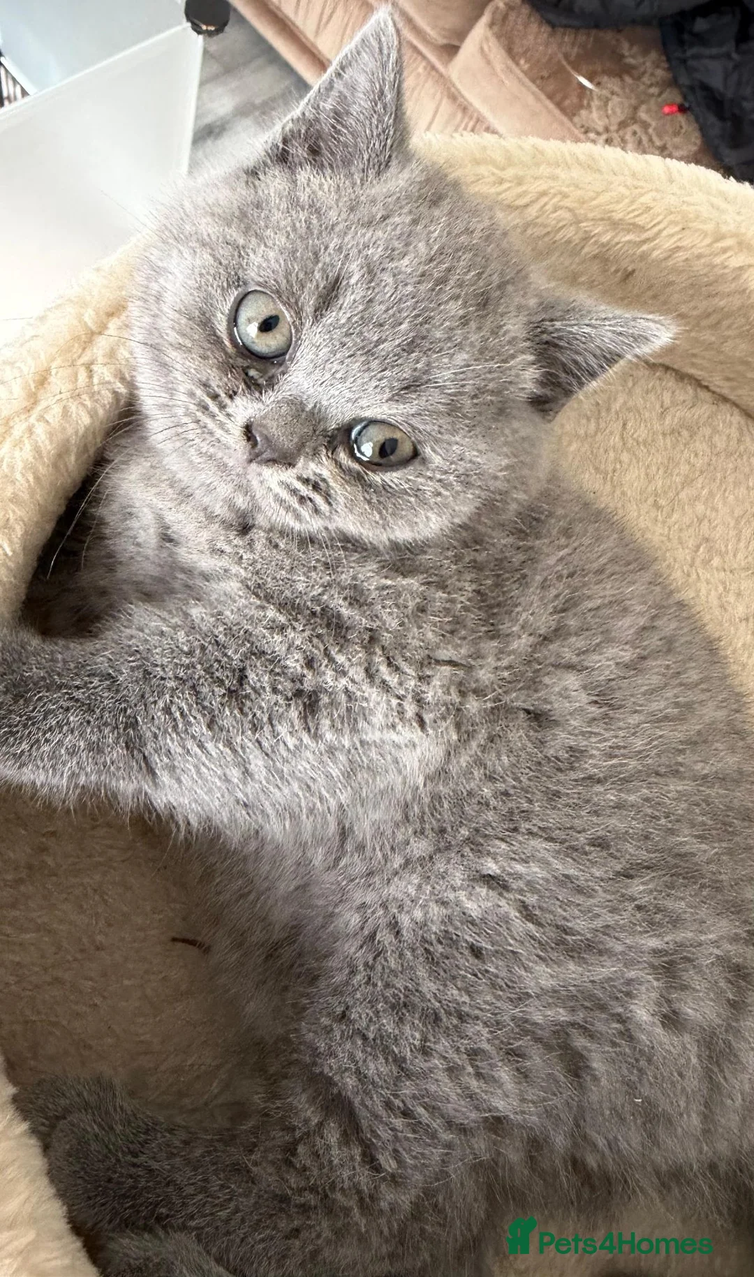British Shorthair cats for sale: Three blue Britishshorthair kittens girls for sale - Advert 2