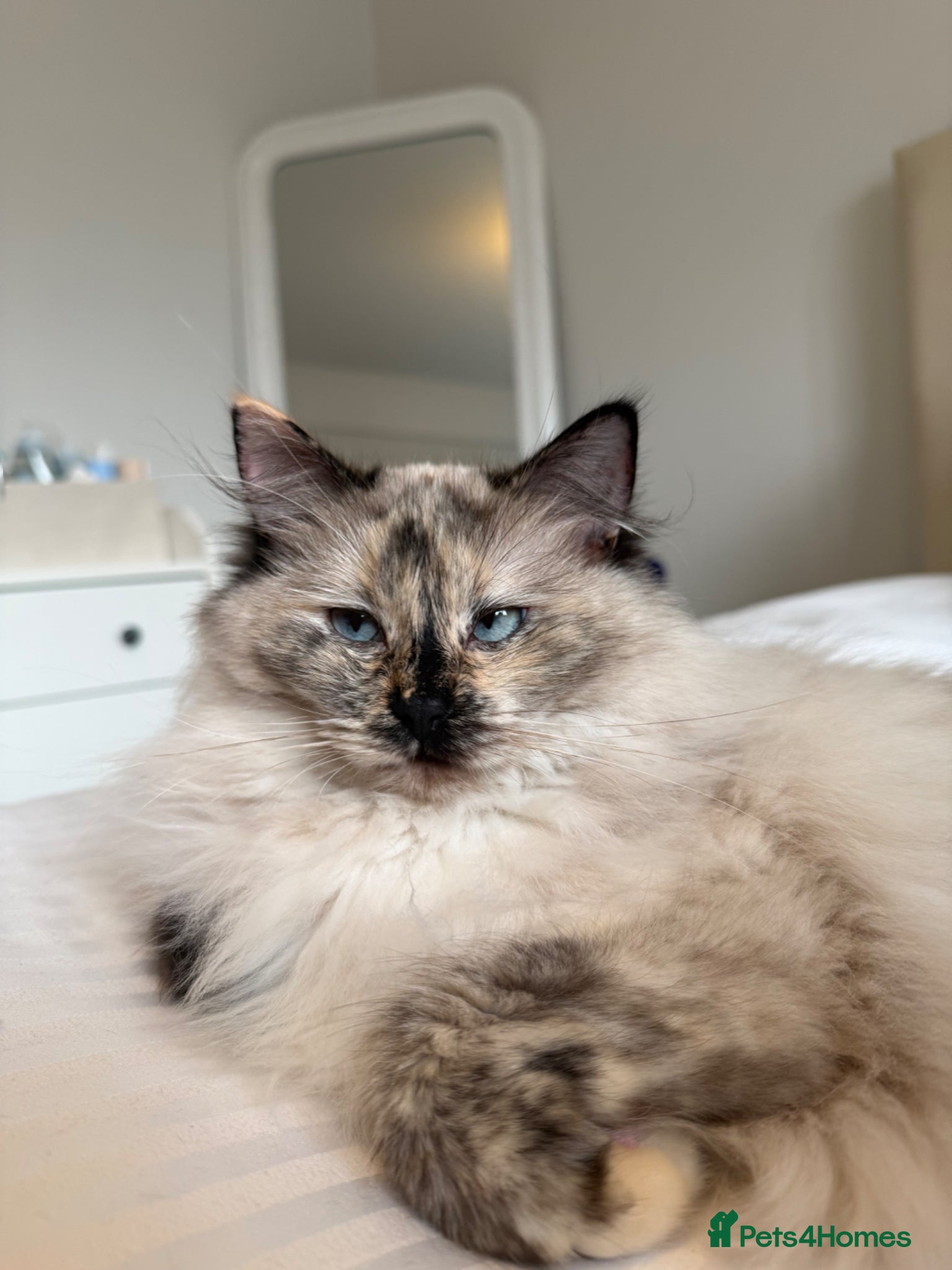 Ragdoll cats Beautiful Ragdoll Bella - Advert 1