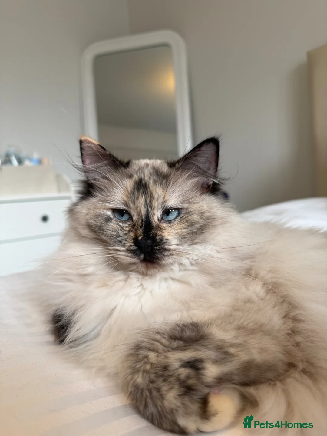 Ragdoll cats for sale: Beautiful Ragdoll Bella in Horsham - Advert 1