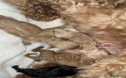 Cockapoo dogs for sale: Toy cockapoo  - Image 15