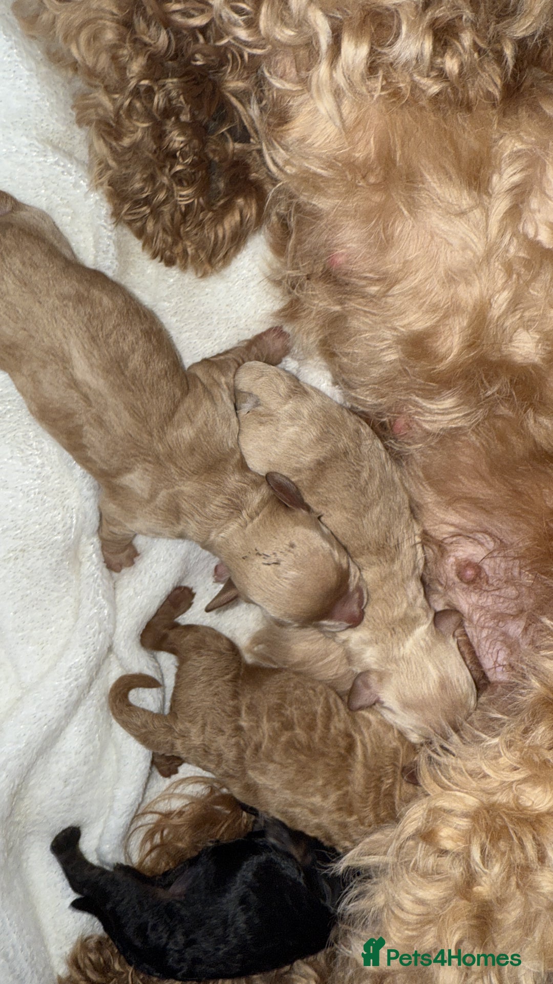 Cockapoo dogs for sale: Toy cockapoo  - Image 15