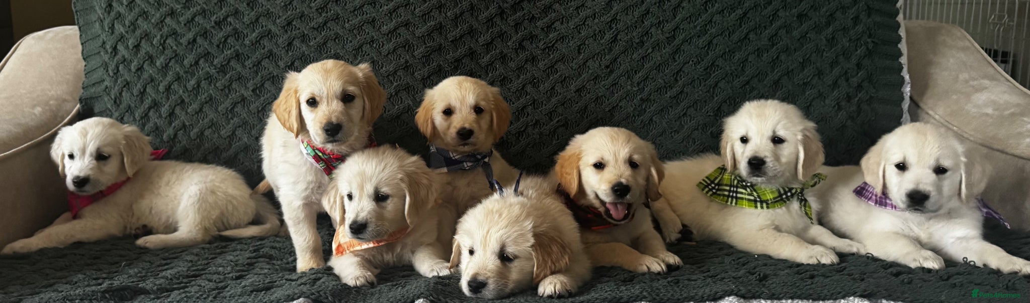 Golden Retriever dogs Golden Retriever ready now 1 boy left  - Advert 1
