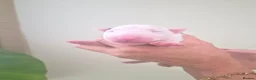 English Bull Terrier dogs for sale: Outstanding Quality Bull Terrier Puppies - Advert 9