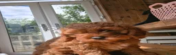 Cavapoo dogs for sale: ** Only 2 Left ** Adorable Red F1B Cavapoo puppies - Advert 7