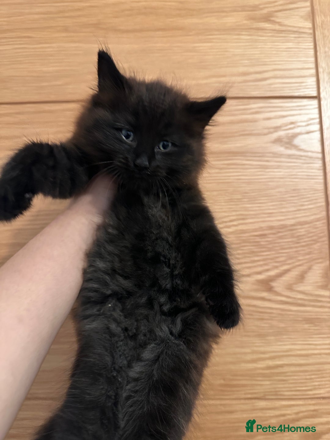 Mixed Breed cats for sale: Lovely cats for rehoming - Advert 7