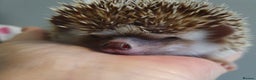 Pygmy Hedgehog rodents for sale: African pygmy hedgehogs - Advert 13