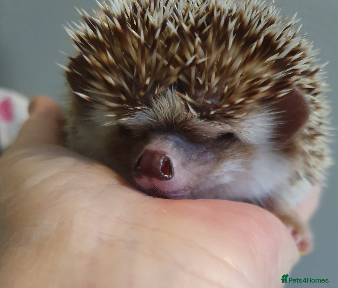 Pygmy Hedgehog rodents for sale: African pygmy hedgehogs - Advert 13