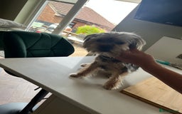Yorkshire Terrier dogs for sale: Yorkshire terrier  - Image 6