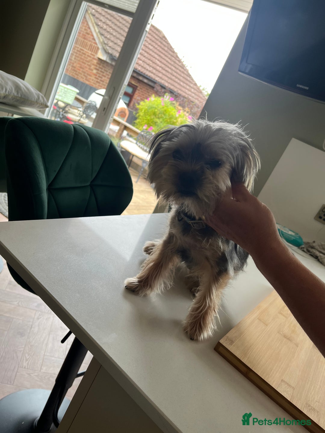 Yorkshire Terrier dogs for sale: Yorkshire terrier  - Image 6