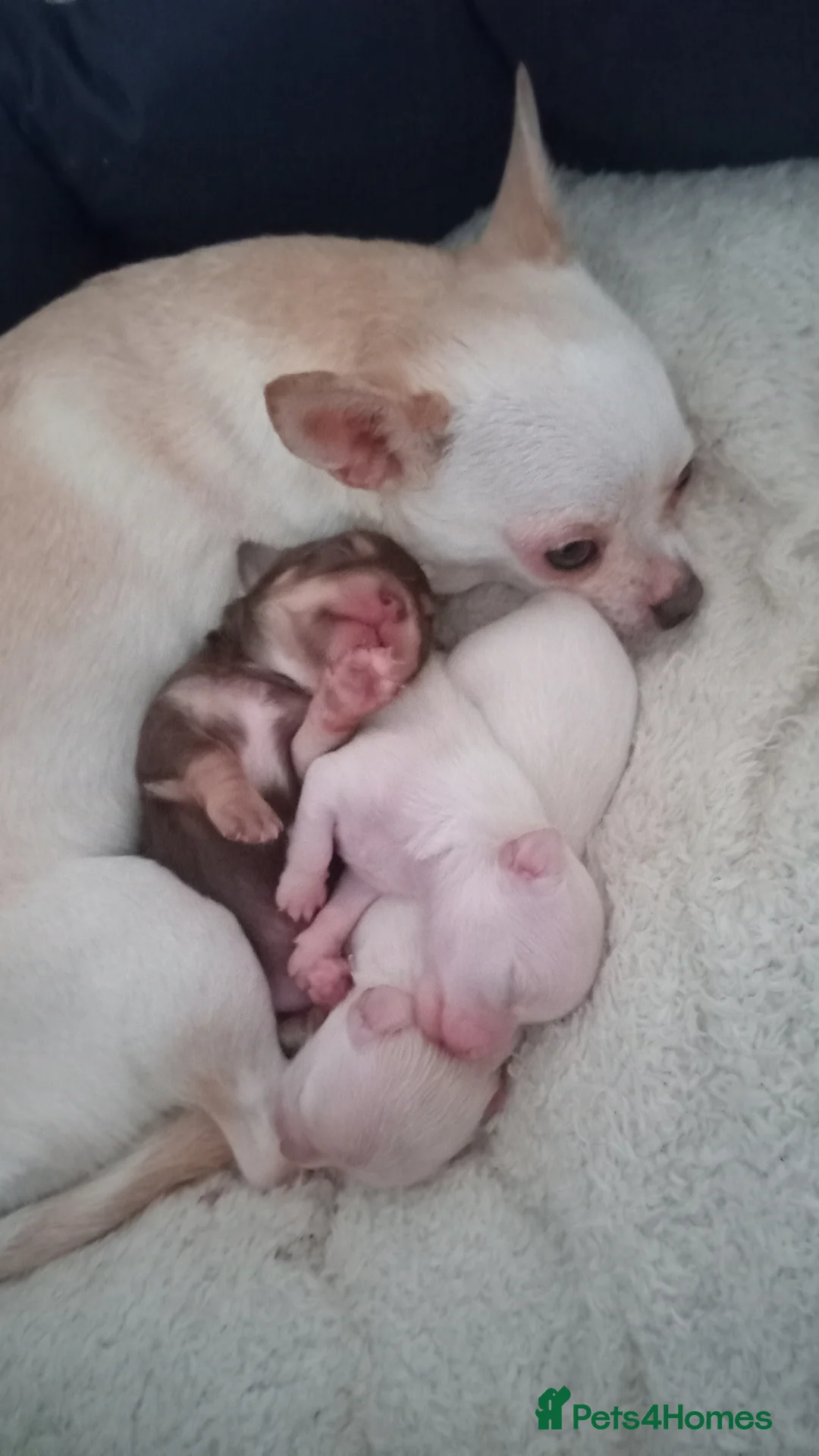 Chihuahua dogs for sale: Chihuahua long coat puppies in Peterborough - Advert 3