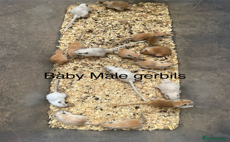 Gerbil rodents - Advert 7