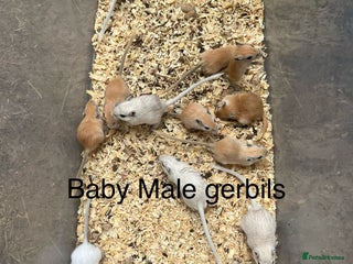 Gerbil rodents - Advert 4