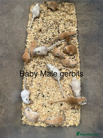 Gerbil rodents - Advert 5
