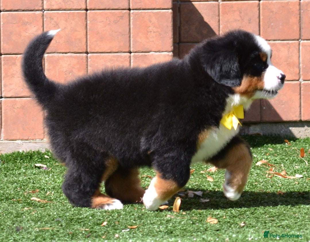 Bernese Mountain Dog dogs for sale: ⭐EXQUISITE IMPORTED LINES KC REGISTERED PUPPIES⭐ - Image 22