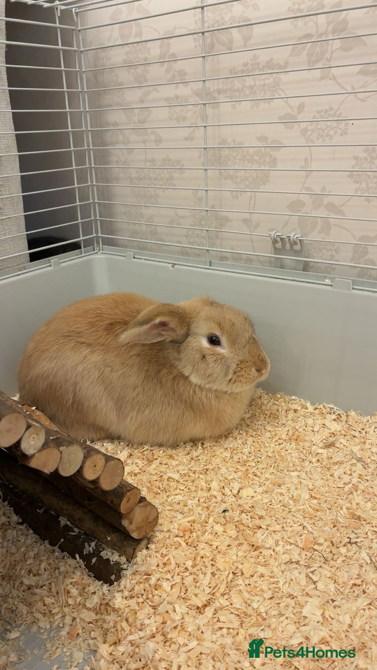 Lionhead rabbits Female and male  - Advert 2