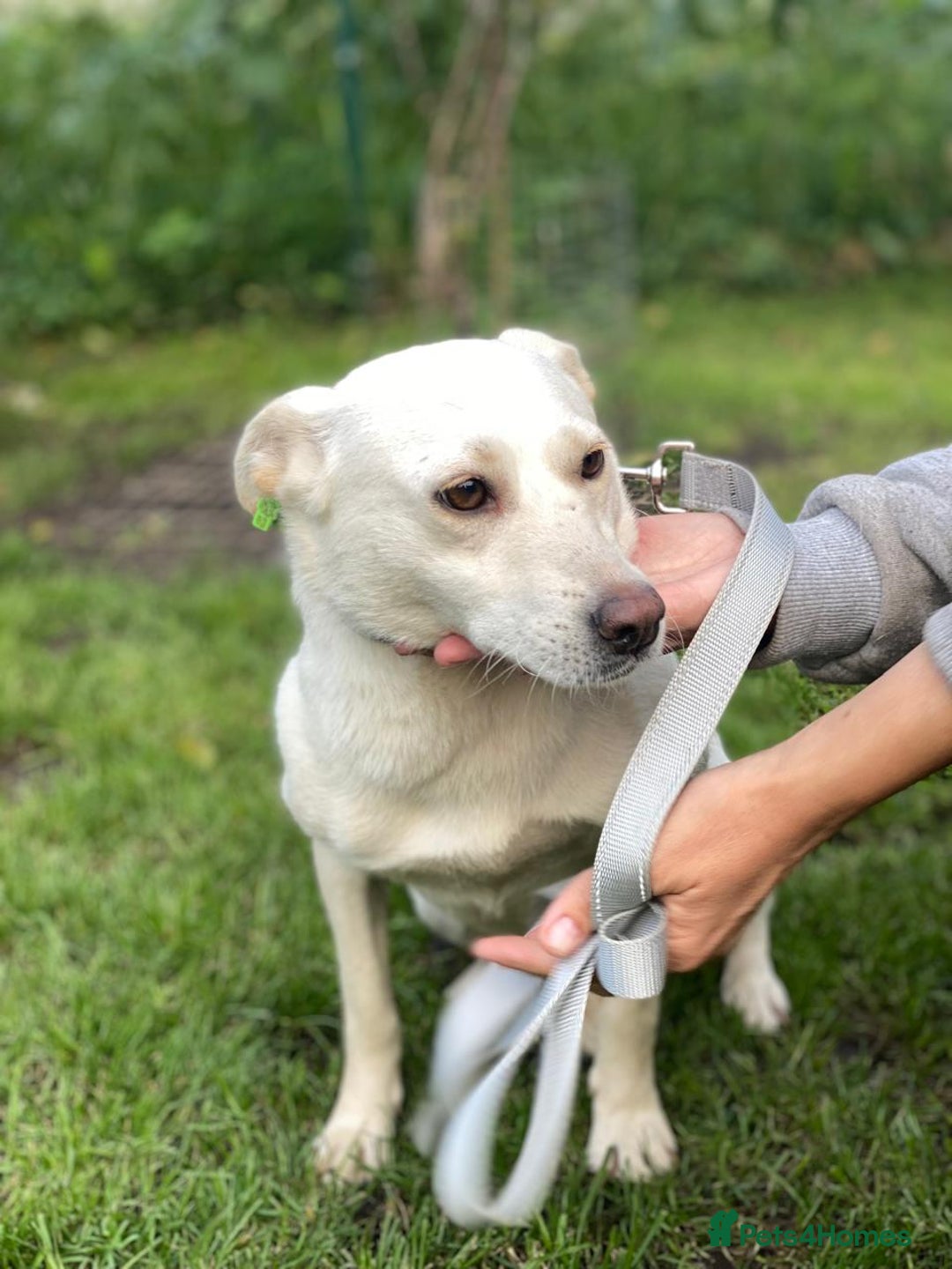 Mixed Breed dogs for adoption: 💖🐶 BILOCHKA 🐶💖 - Image 6