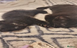 Mixed Breed cats for sale: Phoenix, Cloudy and Rose  - Image 3